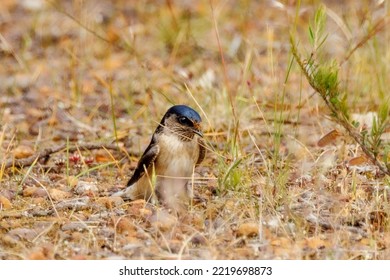 Tree Martin In Western Australia