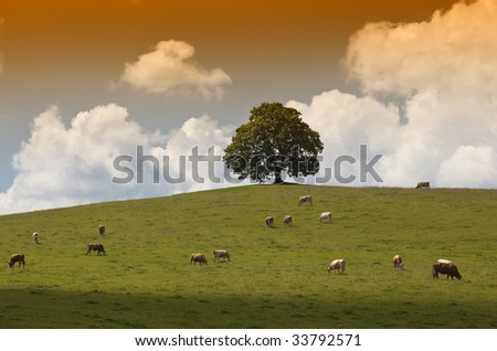 Similar – square sheep Colour photo