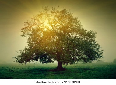 Tree in the meadow in the mist with sunlight