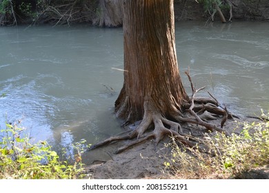 The In Tree In The Medina River.   Tree Roots By The River.