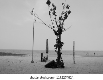 a tree in the middle of the beach
