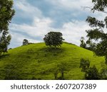 tree in the middle of the field