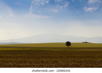 A tree in the middle of the field.