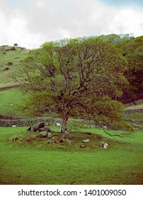 tree in the middle of a field