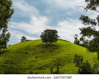 tree in the middle of the field