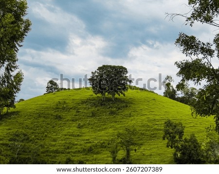 tree in the middle of the field