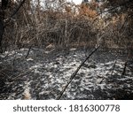 A tree in the middle of a forest