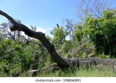 tree in the middle of the forest