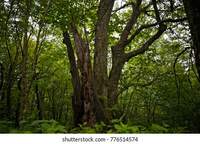 tree in the middle of the forest