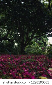 a tree in the middle of the forest surrounded by pink leaves