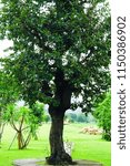 Tree in the middle of the garden