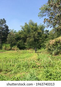 Tree in the middle of nature