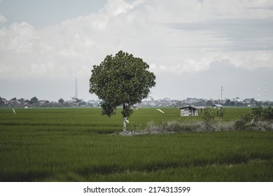 A tree in the middle of plenteous green rice field  - Shutterstock ID 2174313599