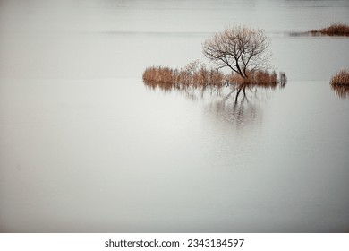 tree in the middle of the river