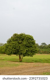 Tree In The Midle Of Field