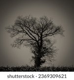 a tree in the mist