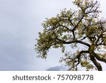 tree in the mist