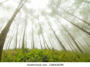 Tree and mist in the forest