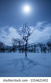 Tree with moonlight in frozen  winter landscape