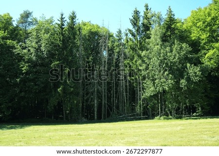 Tree mortality and mixed forest dynamics