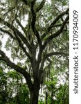 Tree with moss