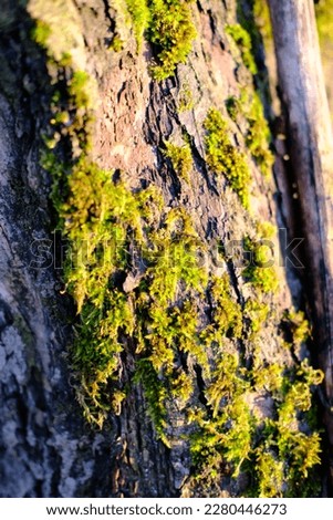 Tree with moss closeup for backgroundtexture