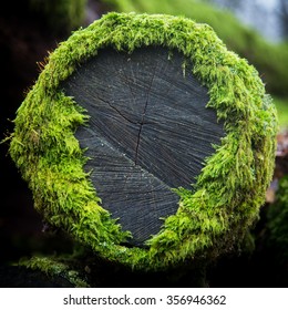 Tree moss on old oak log