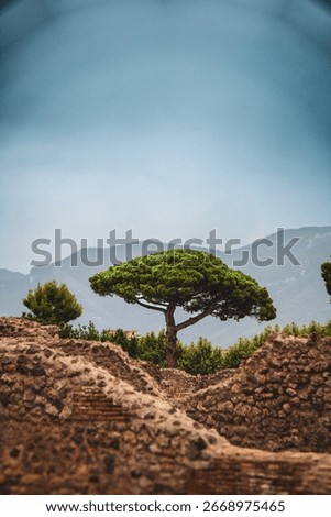 Tree with a mountainous background and ancient brick wall in Pompei.