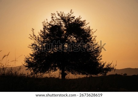 Tree in the mountains at sunset