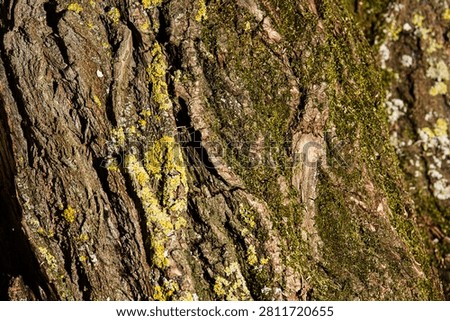 tree with mush close up