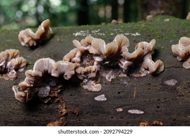 Tree mushroom Auricularia mesenterica close-up