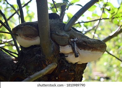 Tree mushroom on the strength of a large branch of an apple tree close-up. - Powered by Shutterstock