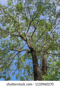 
A Tree Named Alstonia Scholaris