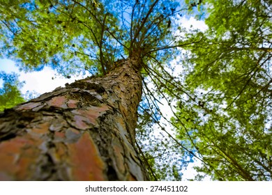 Tree with a narrow depth of field
