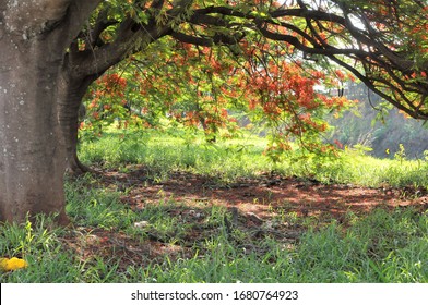 Tree Native To The  Island Madagascar E Then Spread Tp Tropical Africa.

Known As FLAMBOYANT In The BRAZIL.