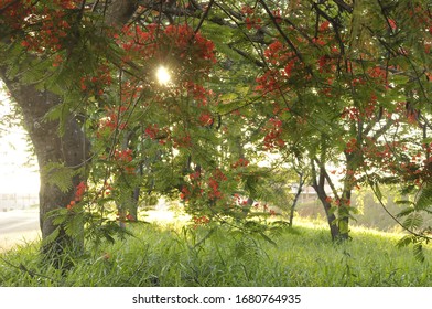 Tree Native To The  Island Madagascar E Then Spread Tp Tropical Africa.

Known As FLAMBOYANT In The BRAZIL.