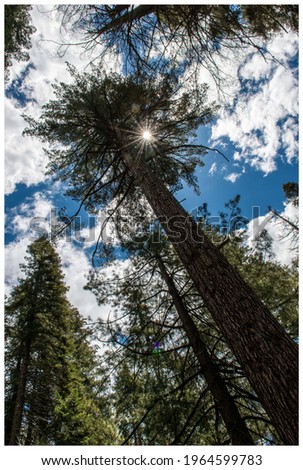 Similar – Image, Stock Photo In the Adersbach-Weckelsdorf Rock Town