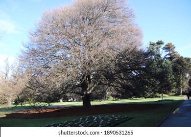 Tree Near The Avon River Christchurch