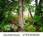 
Tree near a lake in grafenwoehr