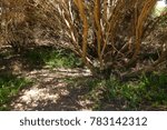 A tree nested within a clump of shrubbery on a beach in Victoria, Australia.