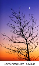 Tree and new moon