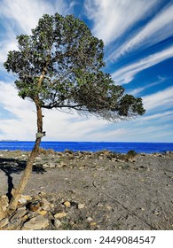 tree next to the Mediterranean