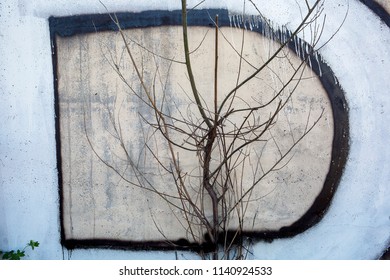 tree next to the wall with graffiti