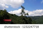 Tree and nice clouds view