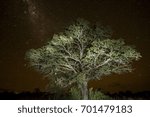 Tree at night