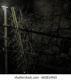 tree in night