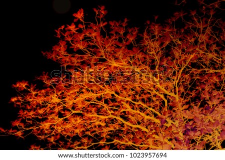 Similar – Image, Stock Photo Apple tree at night (with moon)