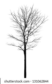 Tree Clip Art No Leaves