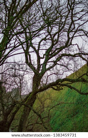 Similar – Image, Stock Photo Old apple tree Tree