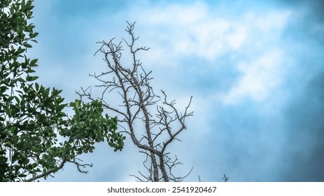 A tree with no leaves is standing in front of a cloudy sky. The sky is blue and the tree is bare - Powered by Shutterstock